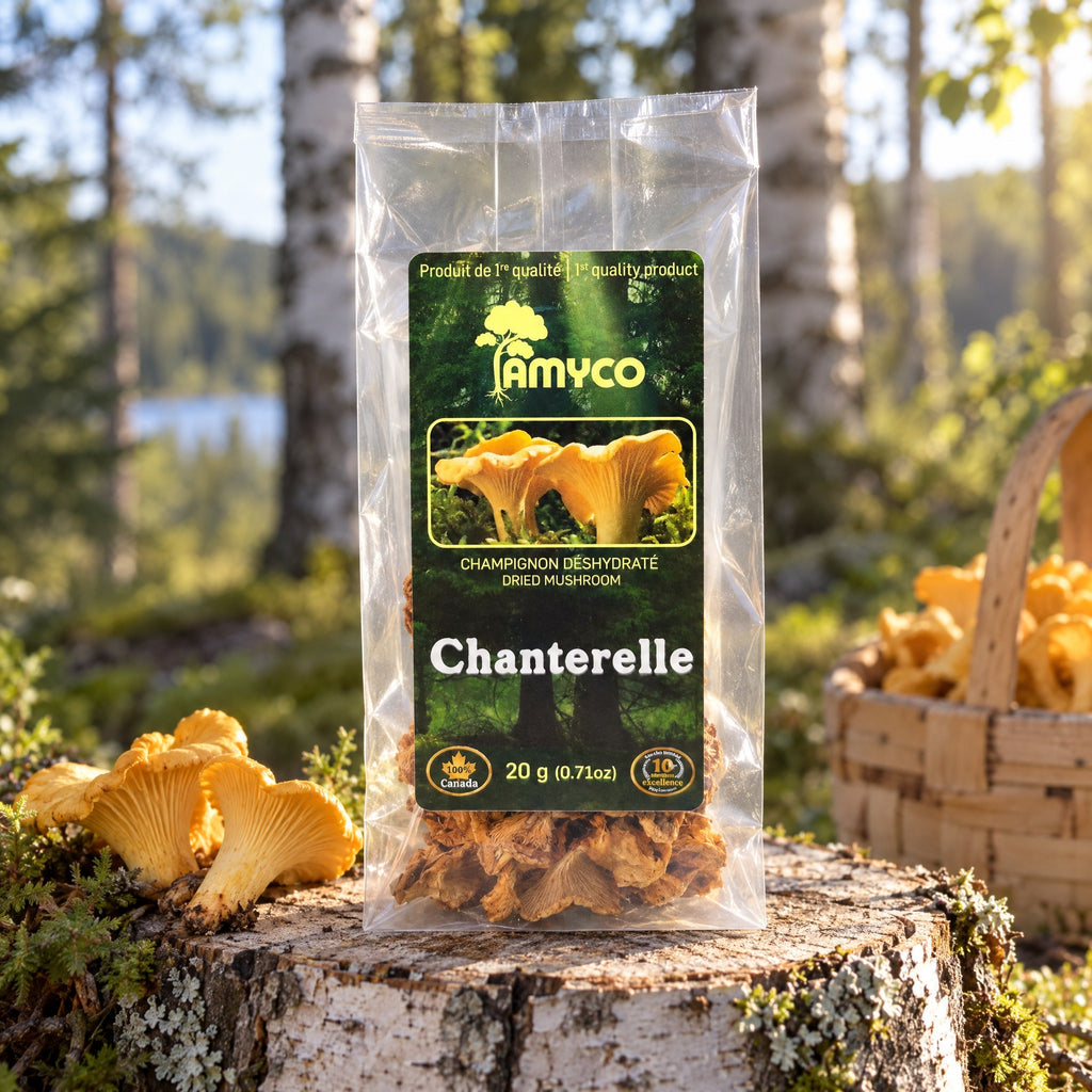 Sachet de champignons chanterelles sur une souche de bois en forêt avec un panier en arrière-plan