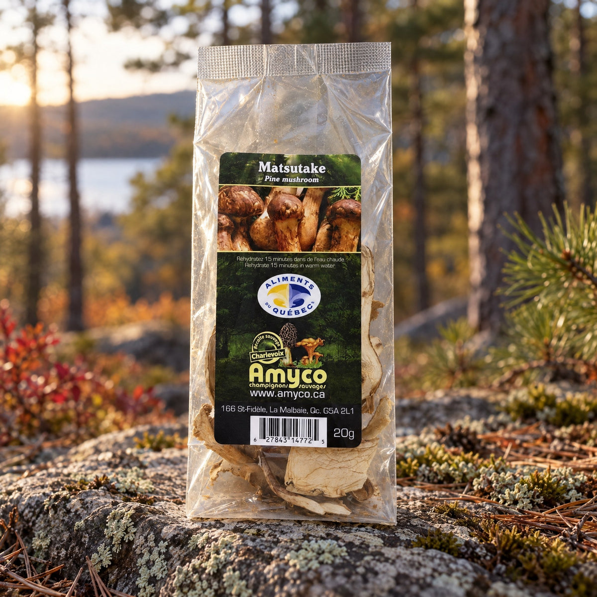Sachet de champignons matsutake séchés posé sur un rocher moussu dans une forêt boréale au coucher du soleil